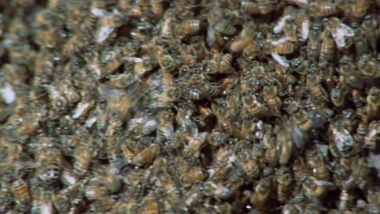 The Swarm İndir - görsel 8