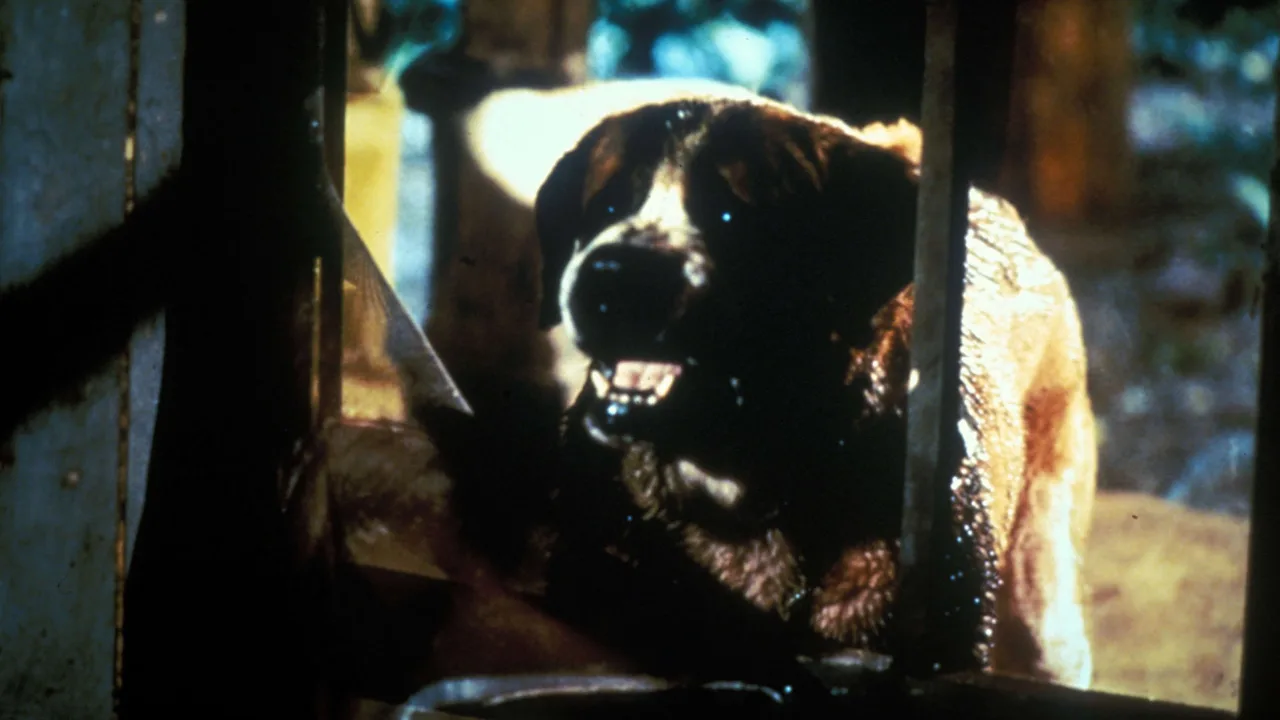 Cujo İndir - görsel 8