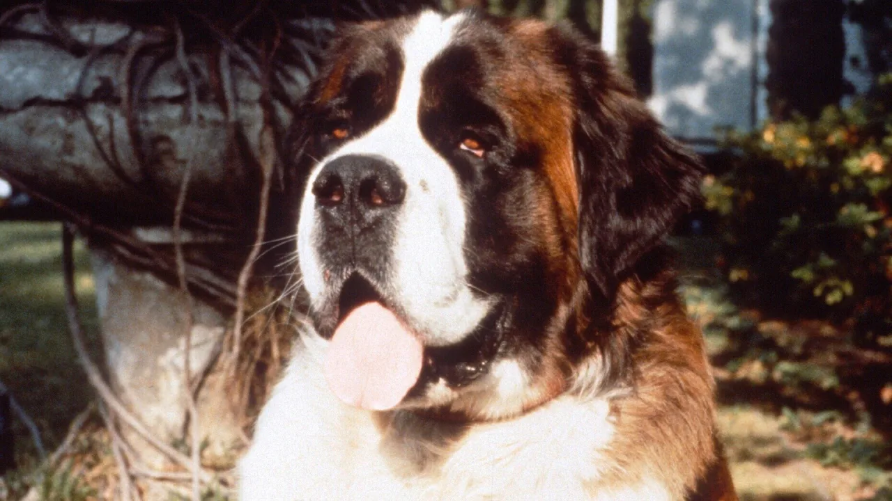 Afacan Köpek Beethoven İndir - görsel 10