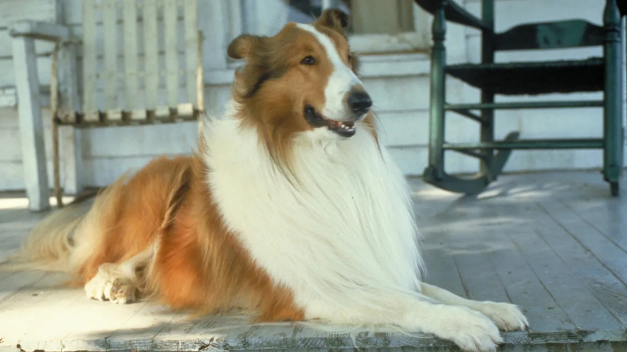 Lassie İndir - görsel 3