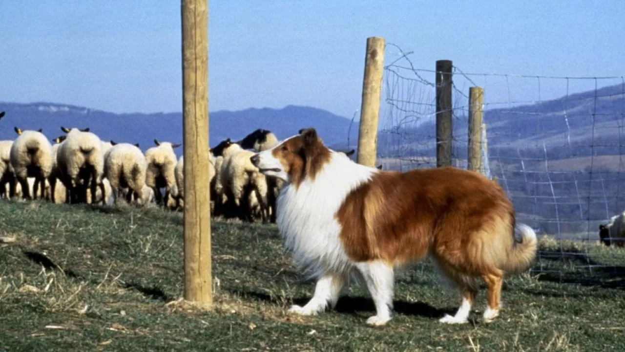 Lassie İndir - görsel 6