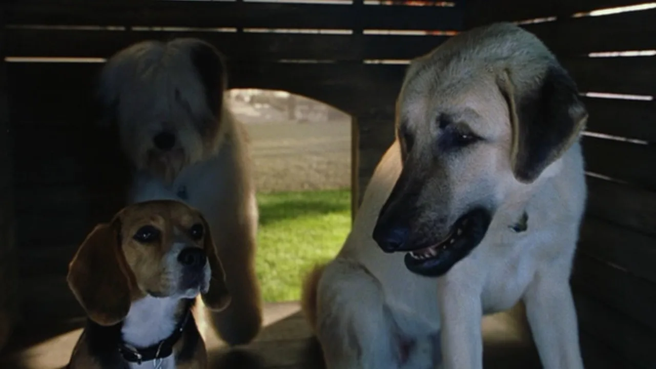 Kediler ve Köpekler İndir - görsel 4