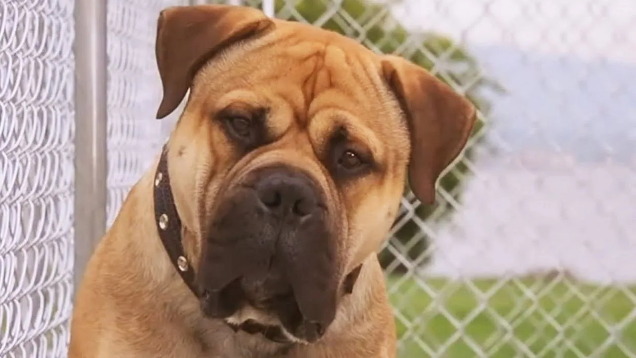 Harika Köpek Spot İndir - görsel 4