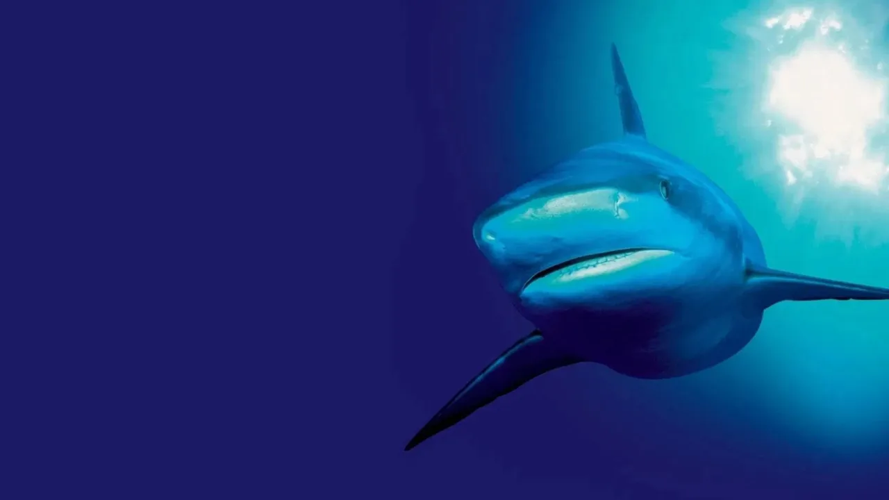 The Blue Planet 1080p İndir - görsel 2