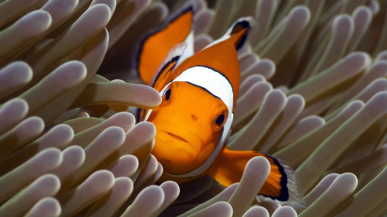 The Blue Planet 1080p İndir - görsel 4