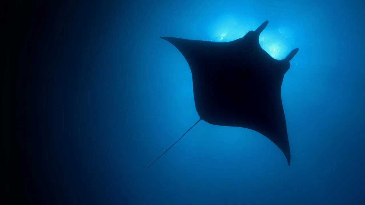 The Blue Planet 1080p İndir - görsel 5
