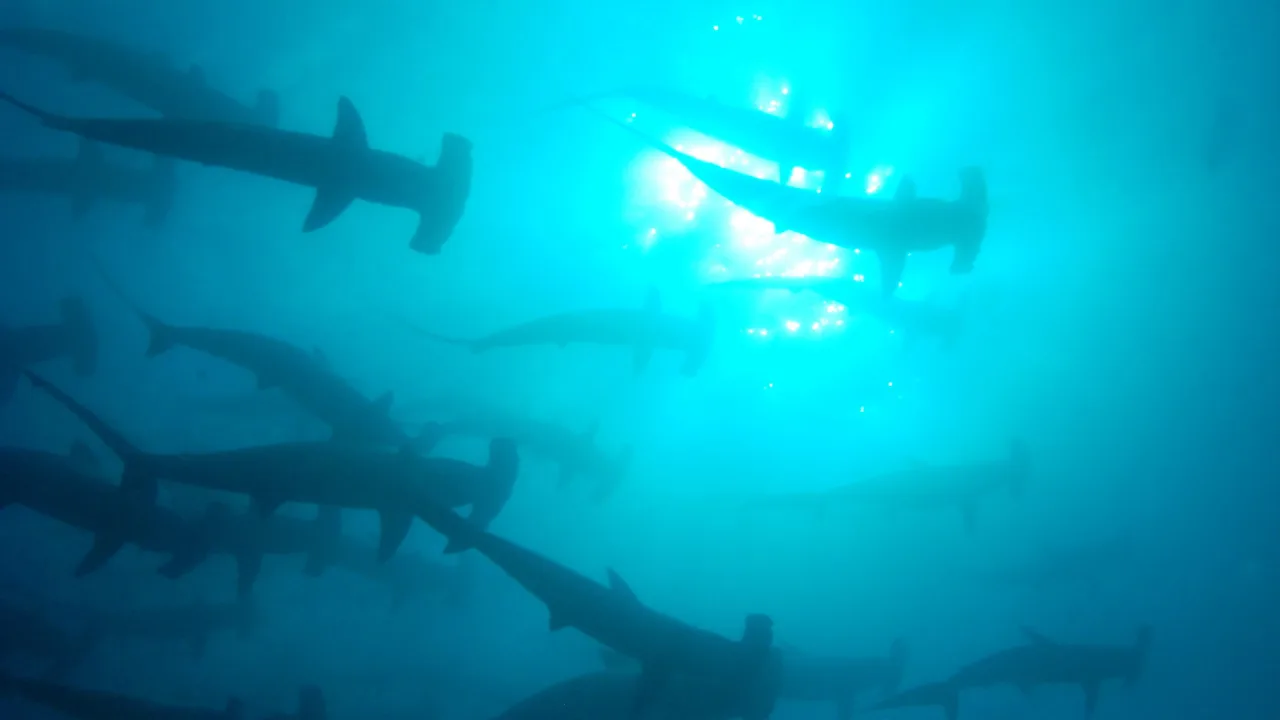 The Blue Planet 1080p İndir - görsel 8