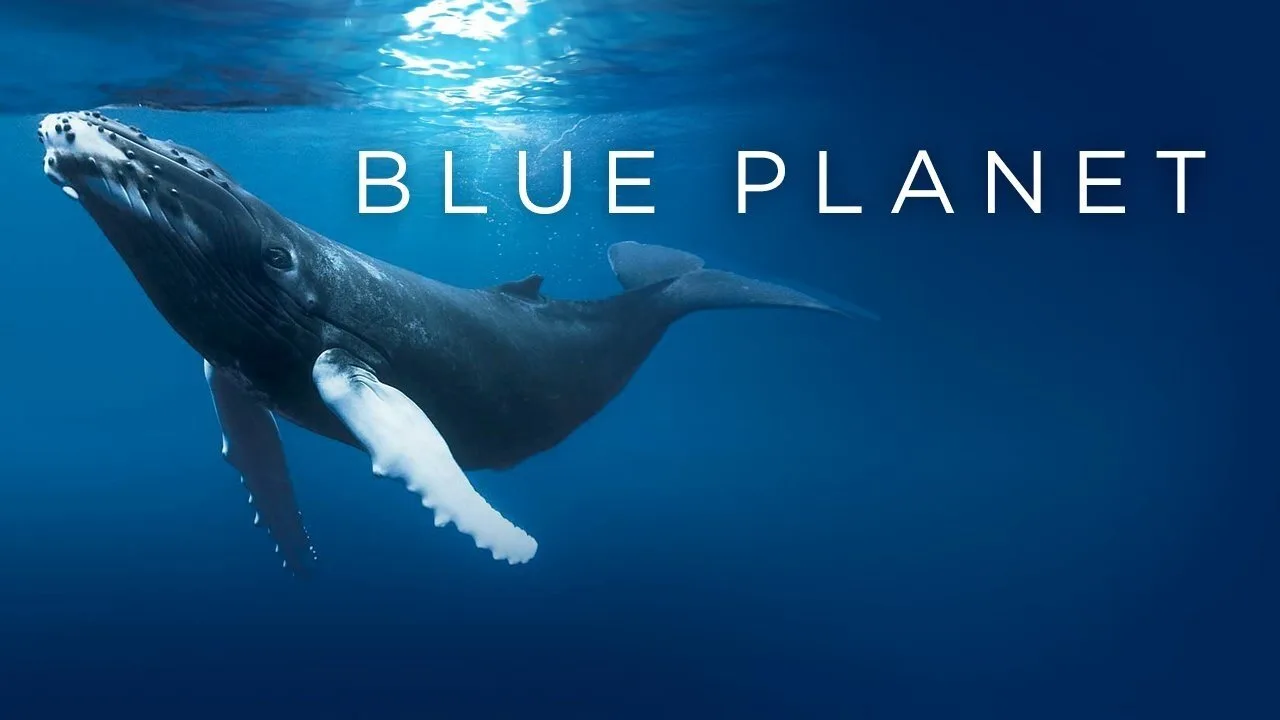 The Blue Planet 1080p İndir - görsel 9