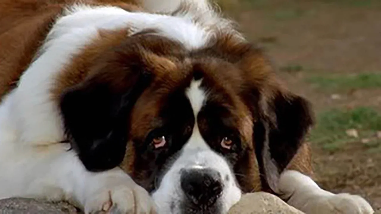 Afacan Köpek Beethoven 5 - görsel 4