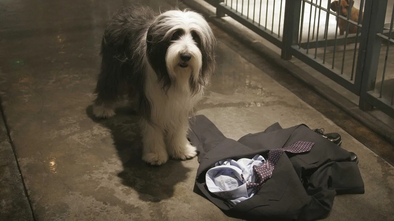 Bak Şu Köpeğe İndir - görsel 10