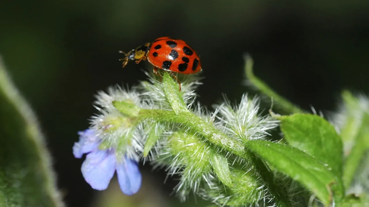 Life in the Undergrowth İndir - görsel 1