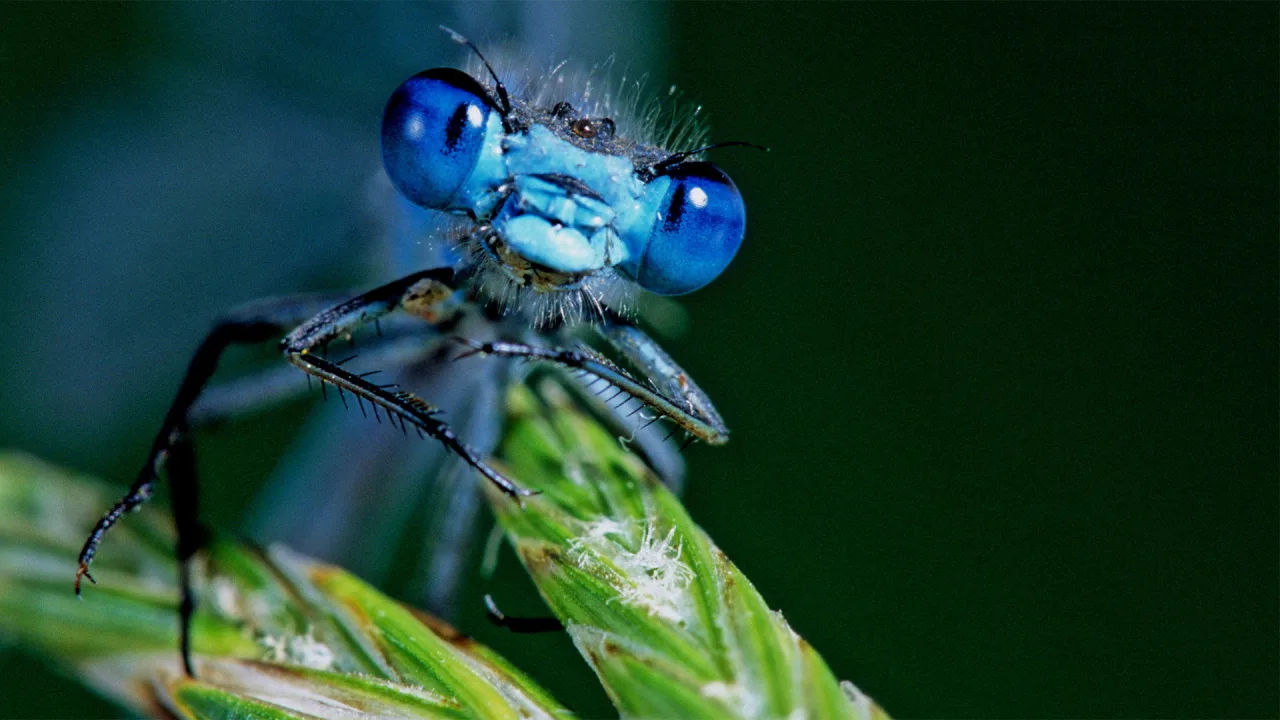 Life in the Undergrowth İndir - görsel 2