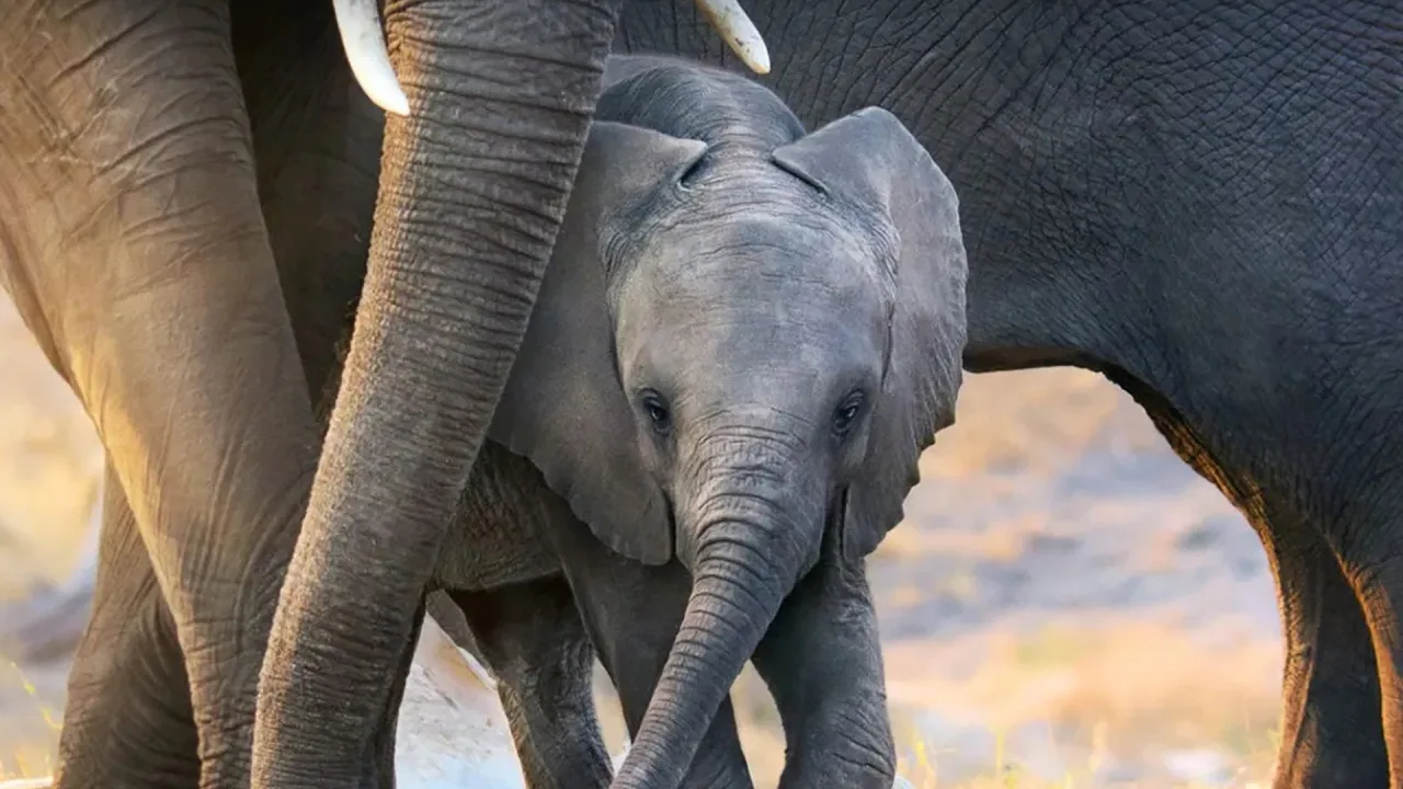 Elephant İndir - görsel 3