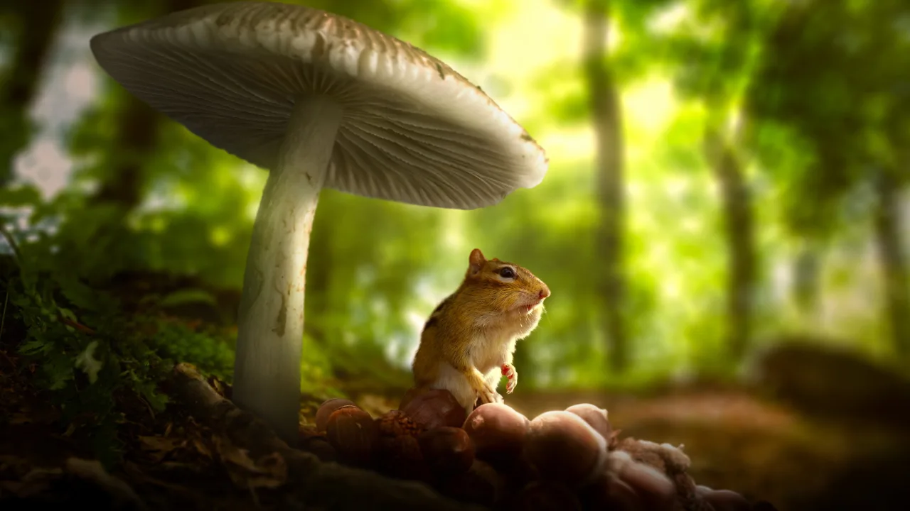 Tiny World 1080p Altyazılı İndir - görsel 3