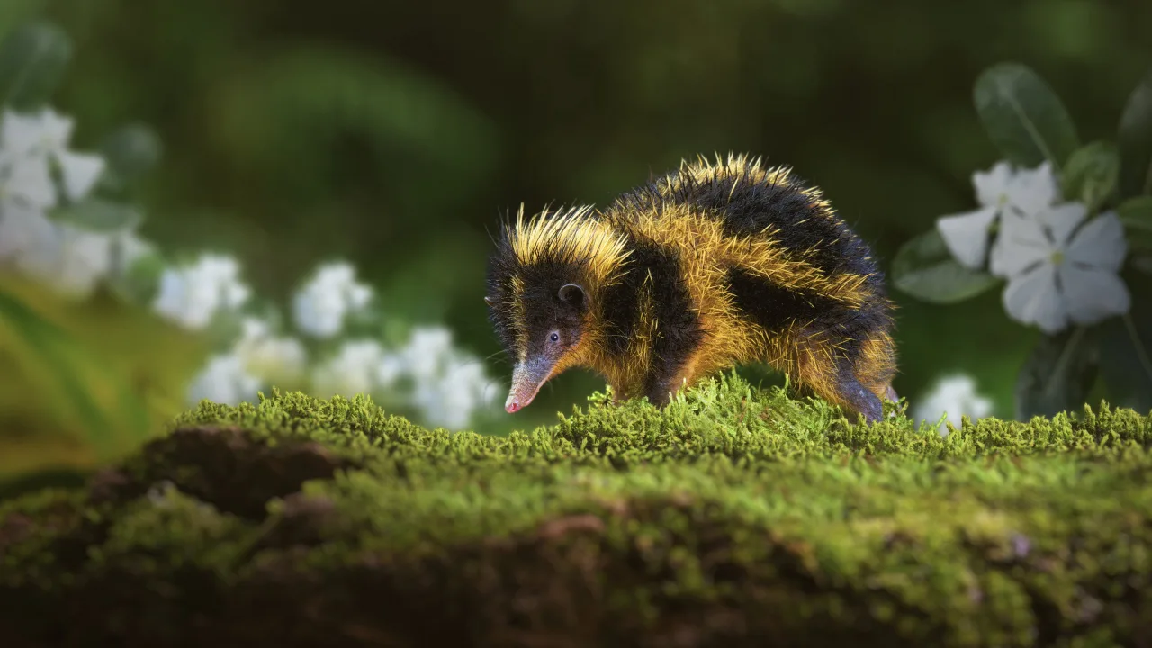 Tiny World 1080p Altyazılı İndir - görsel 5