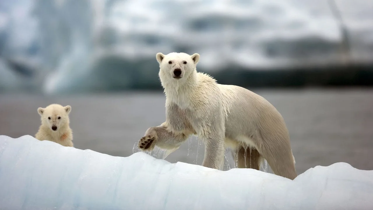 Nature's Great Events 1080p İndir - görsel 1