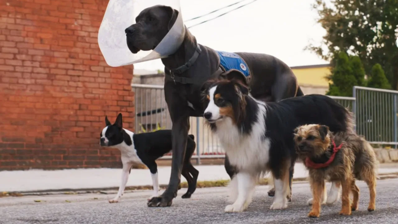 Kulağı Kesikler İndir - görsel 5