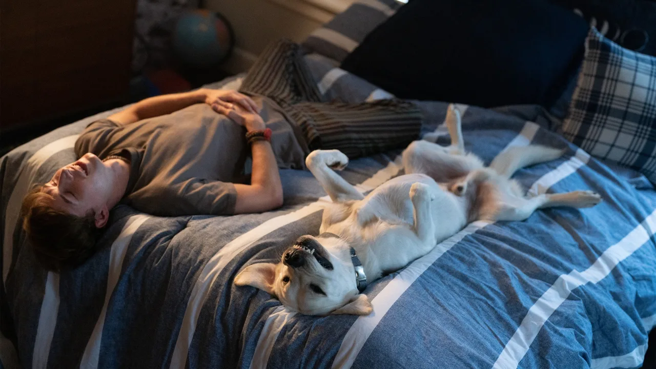 Kayıp Köpek İndir - görsel 1