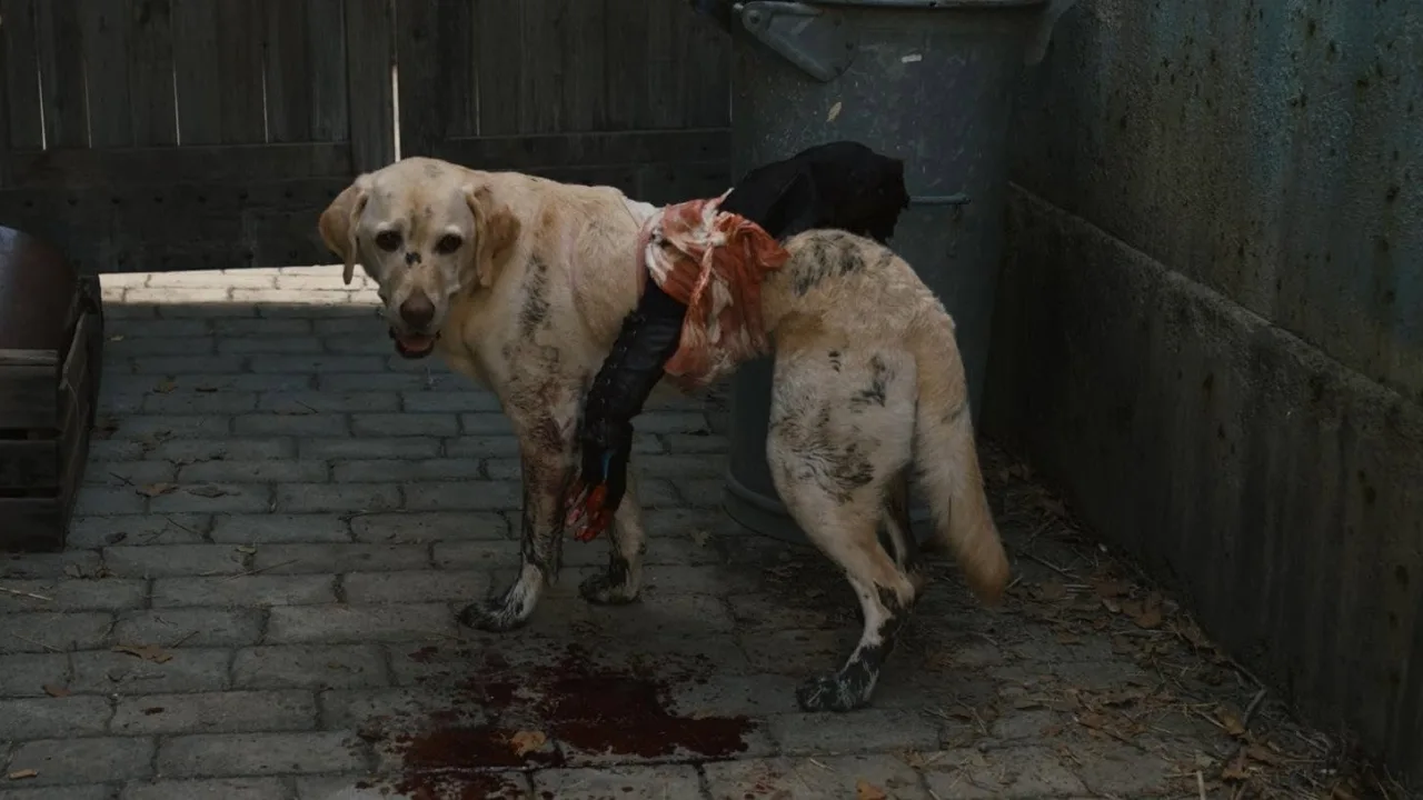 Fullmetal Alchemist: The Revenge Of Scar İndir - görsel 6