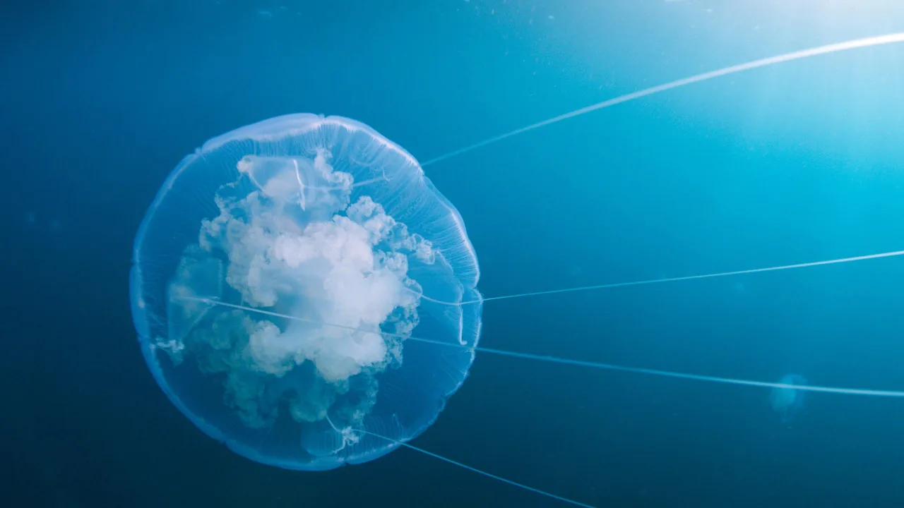 Voyage of Time: Life's Journey İndir - görsel 6