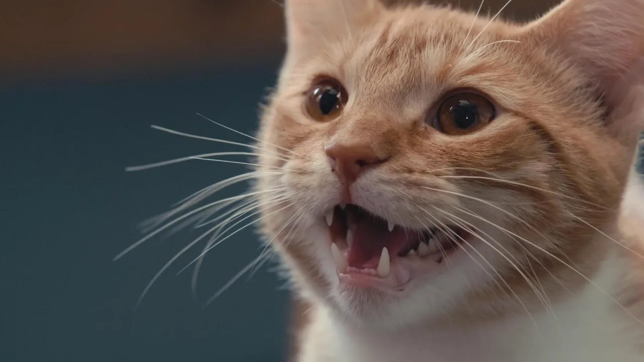 Inside the Mind of a Cat İndir - görsel 1