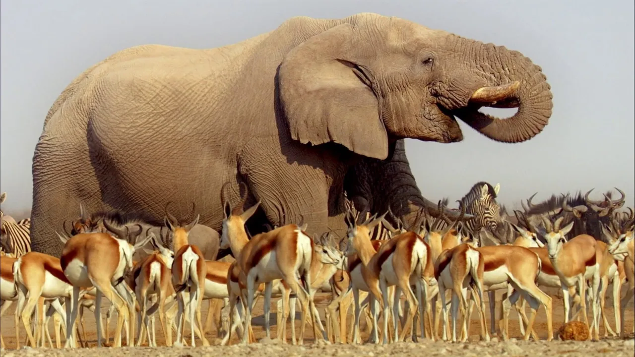 Africa 1080p İndir - görsel 1