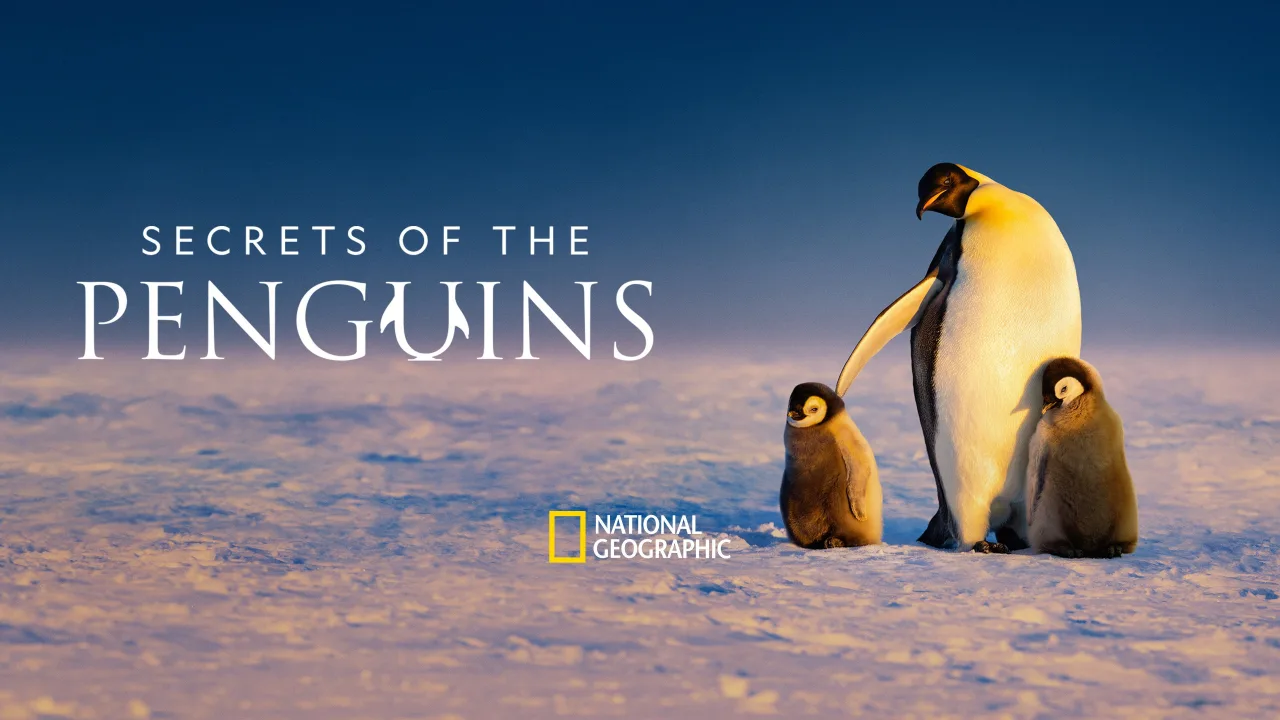 Penguenlerin Gizemli Dünyası 1080p Dual İndir - görsel 10