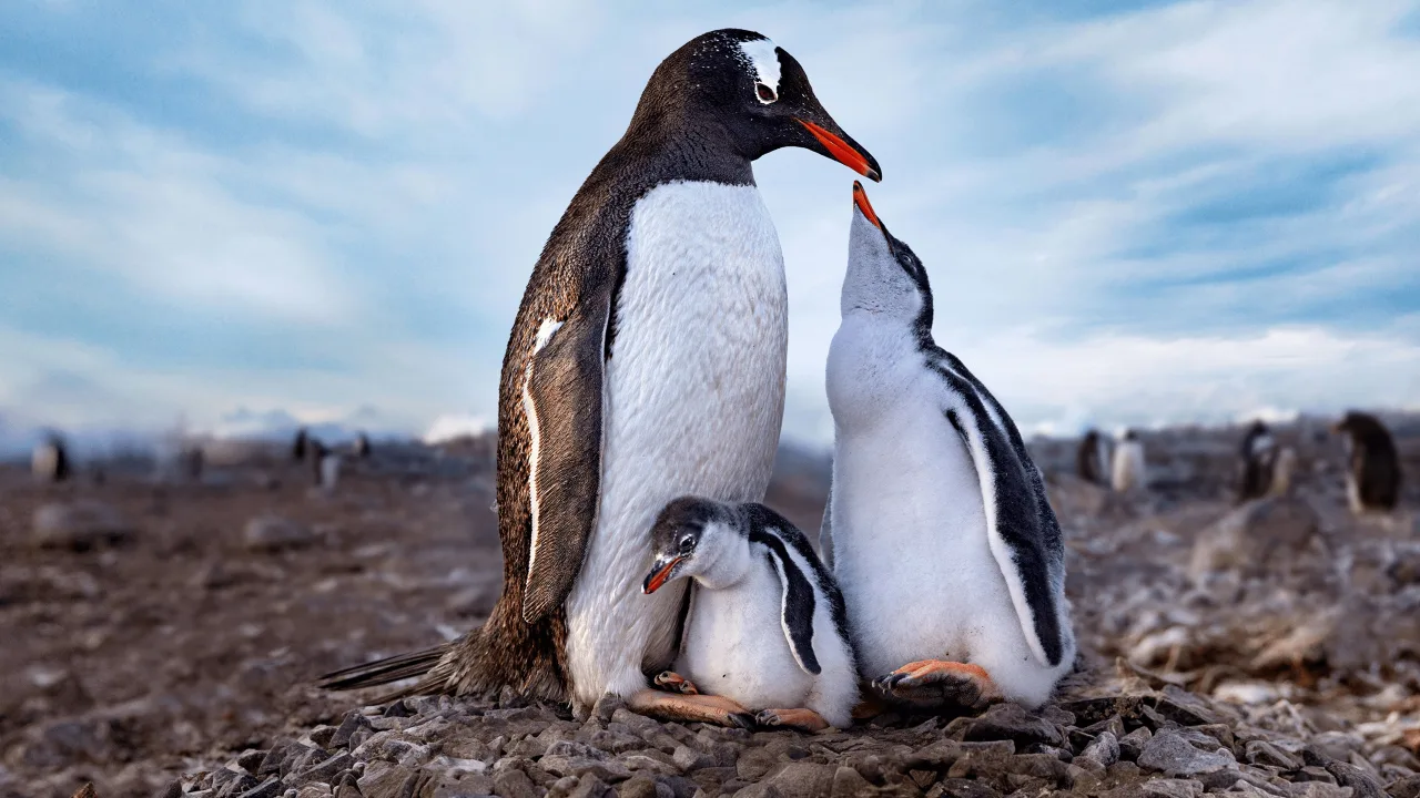 Penguenlerin Gizemli Dünyası 1080p Dual İndir - görsel 6