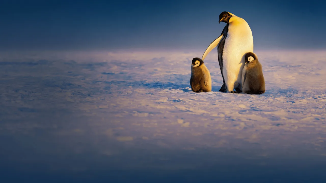 Penguenlerin Gizemli Dünyası 1080p Dual İndir - görsel 7
