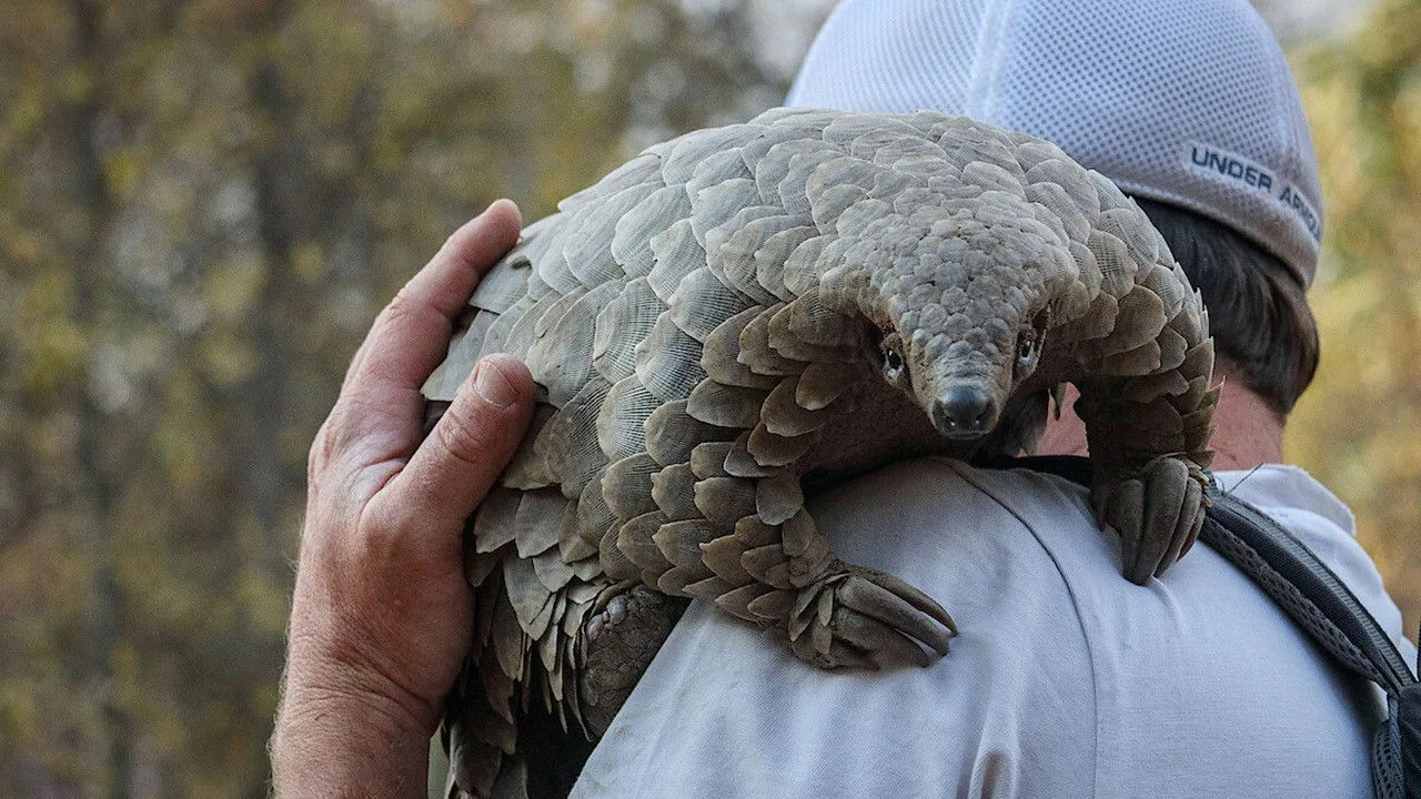 Pangolin: Kulu'nun Yolculuğu İndir - görsel 2
