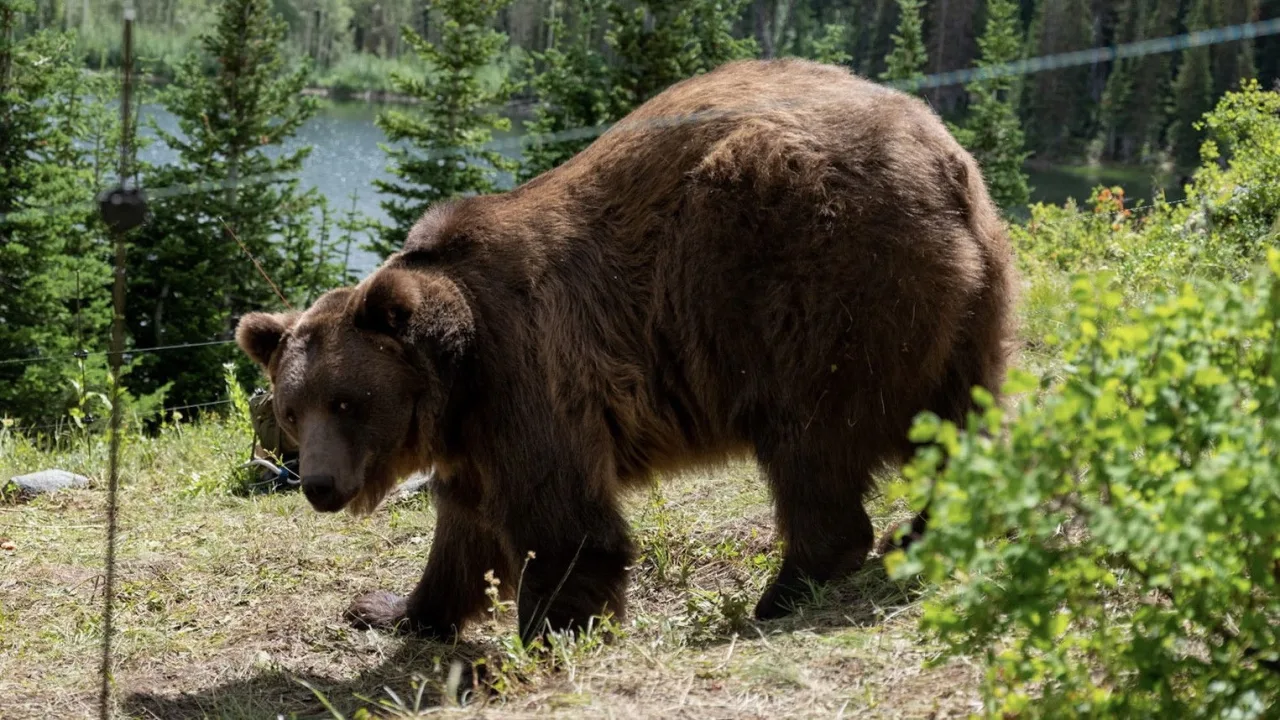 Grizzly Night İndir - görsel 7