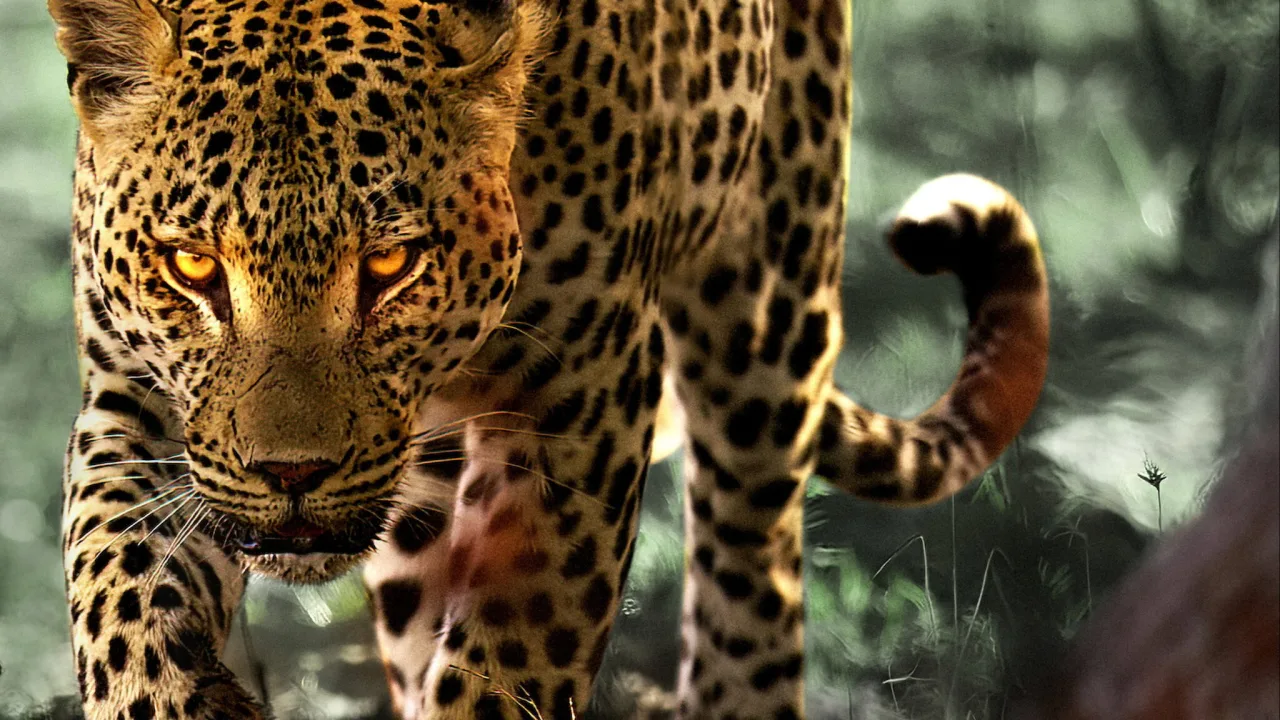 Leoparlarla Yaşam İndir - görsel 3