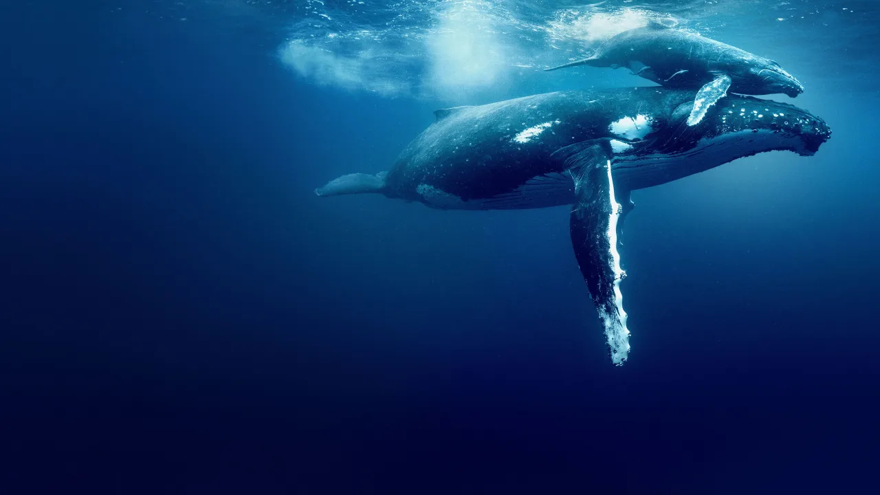 David Attenborough ile Okyanuslar İndir - görsel 3