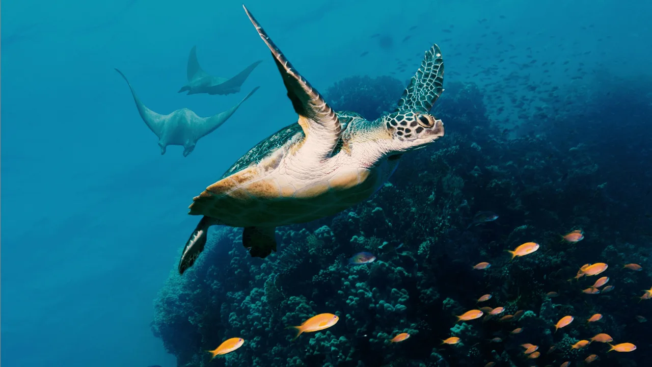 David Attenborough ile Okyanuslar İndir - görsel 5