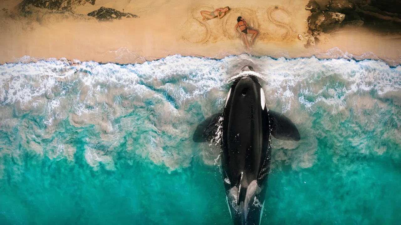 Killer Whale - görsel 7