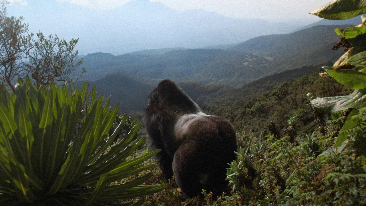 A Gorilla Story: Told by David Attenborough İndir - görsel 2