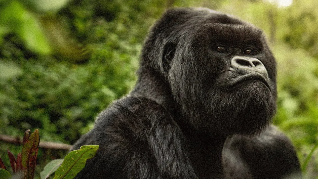 A Gorilla Story: Told by David Attenborough İndir - görsel 3