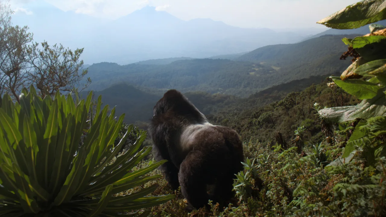 A Gorilla Story: Told by David Attenborough İndir - görsel 5
