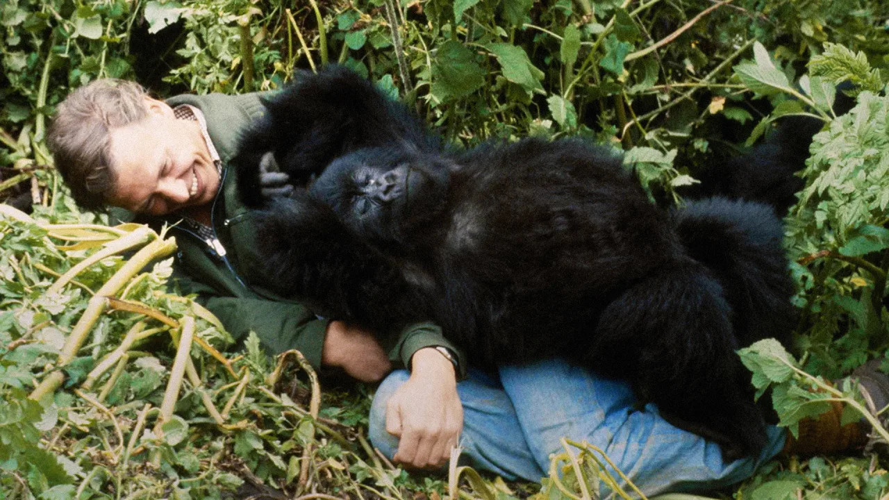 A Gorilla Story: Told by David Attenborough İndir - görsel 6