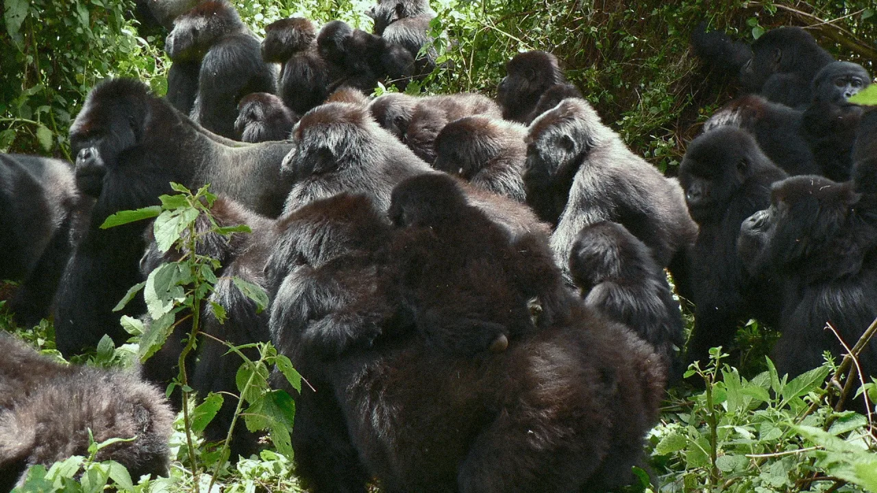 A Gorilla Story: Told by David Attenborough İndir - görsel 7