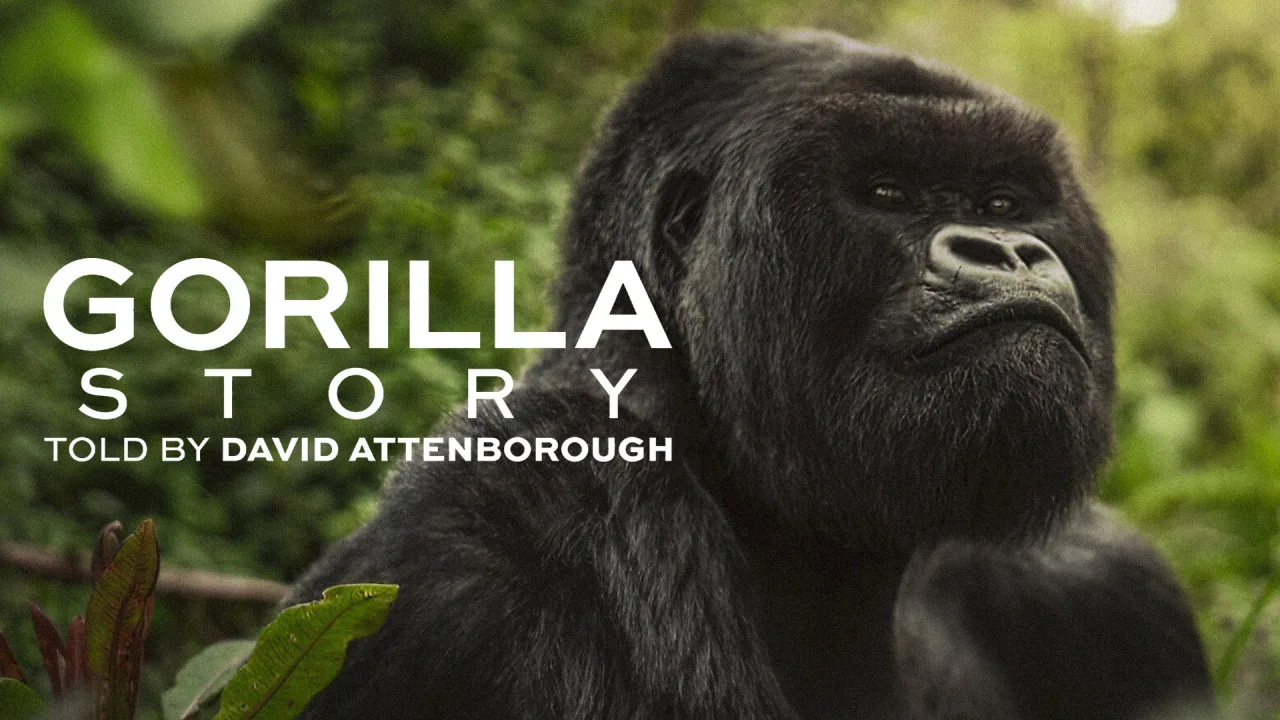 A Gorilla Story: Told by David Attenborough İndir - görsel 8