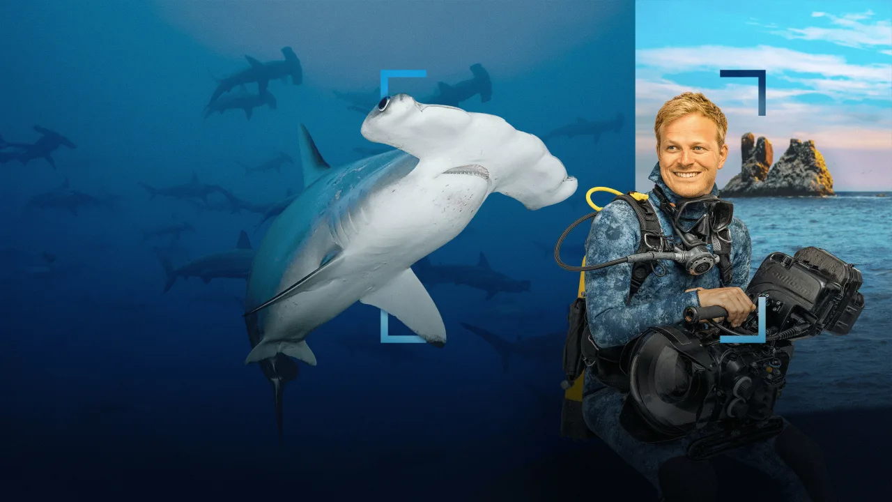 Hammerhead Sharks Up Close with Bertie Gregory İndir - görsel 1