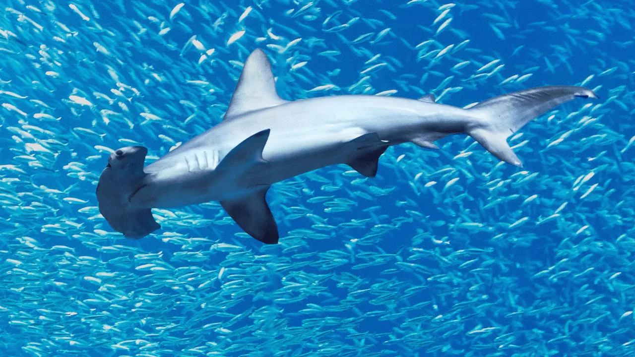 Hammerhead Sharks Up Close with Bertie Gregory İndir - görsel 2