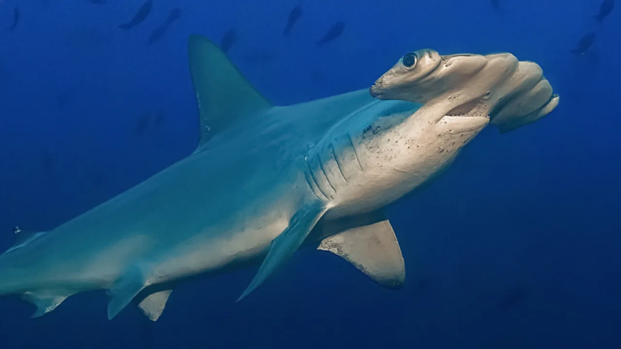 Hammerhead Sharks Up Close with Bertie Gregory İndir - görsel 3
