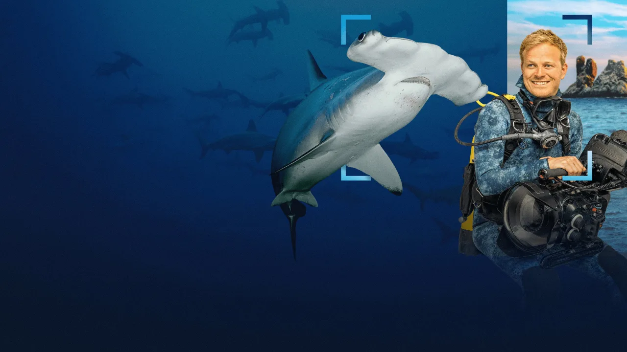 Hammerhead Sharks Up Close with Bertie Gregory İndir - görsel 4