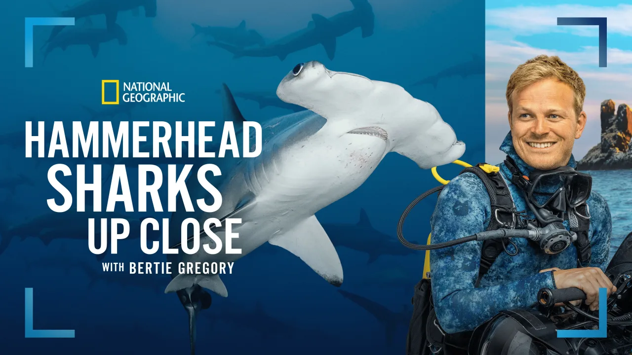 Hammerhead Sharks Up Close with Bertie Gregory İndir - görsel 6