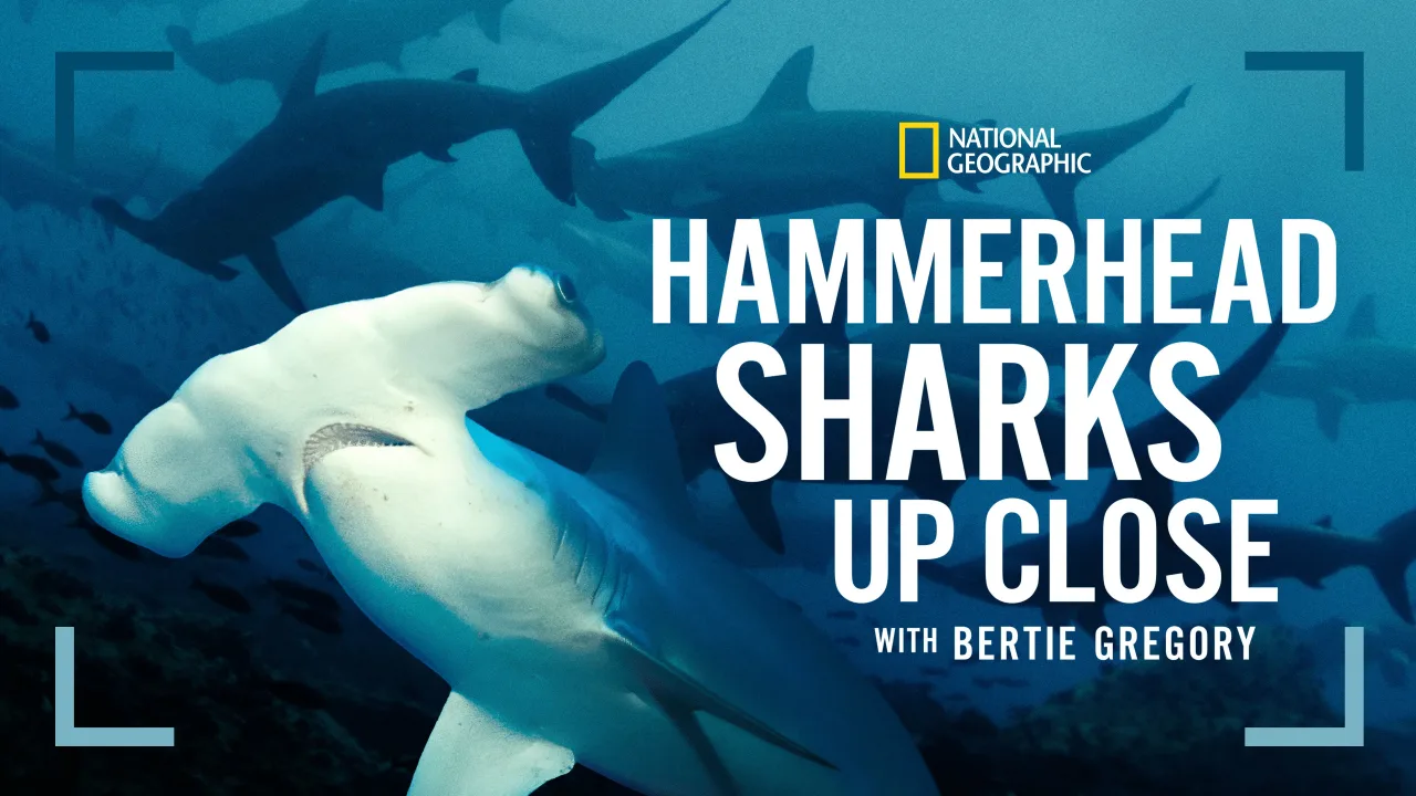 Hammerhead Sharks Up Close with Bertie Gregory İndir - görsel 7