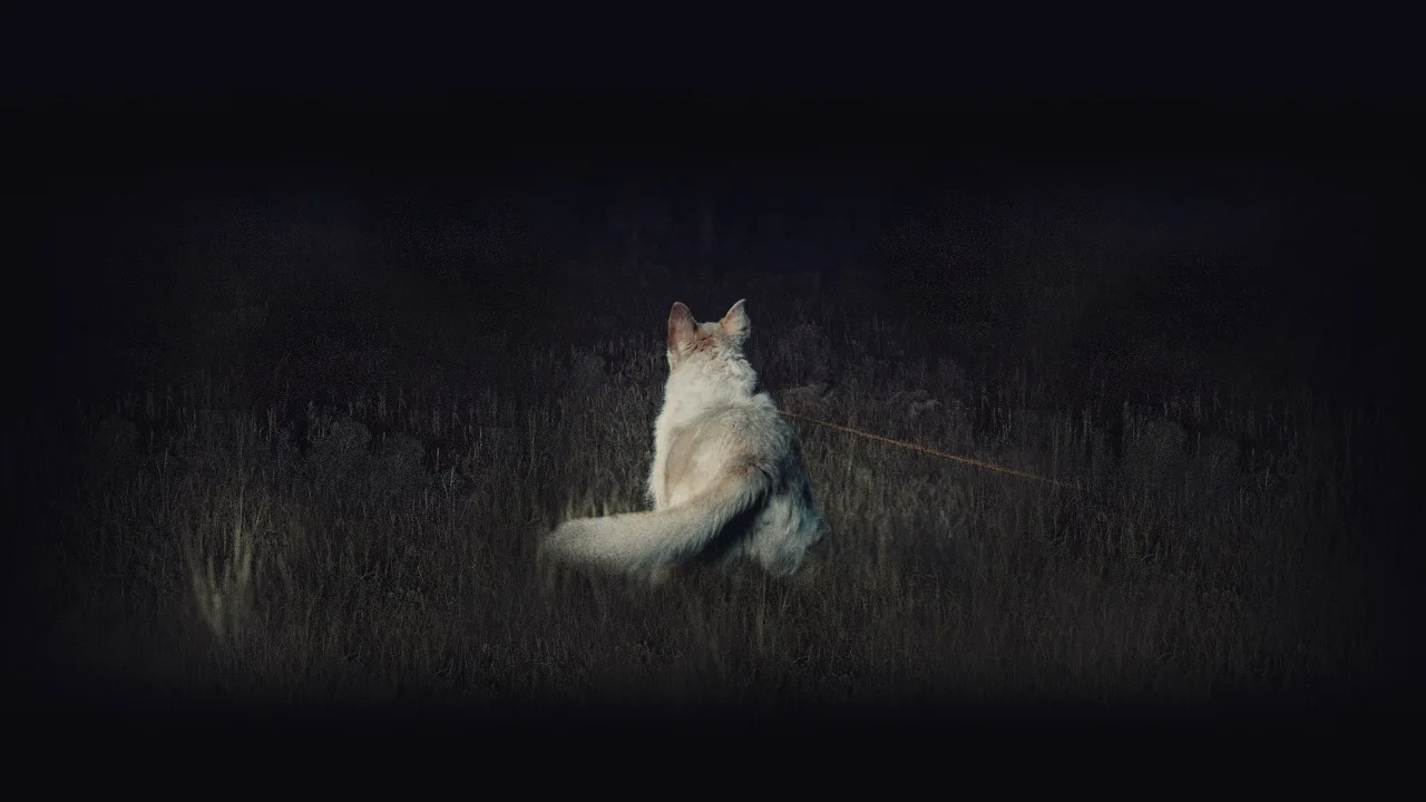 Gece Gelen İndir - görsel 8
