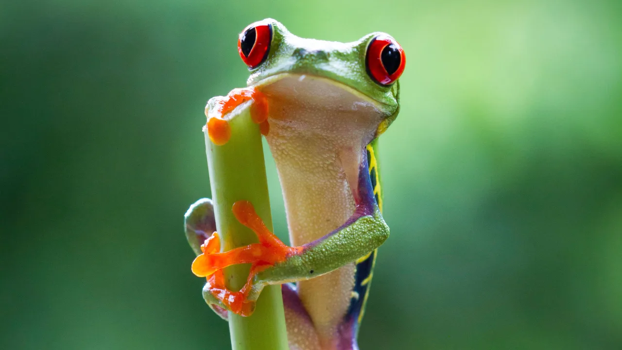 Planet Earth II İndir - görsel 5