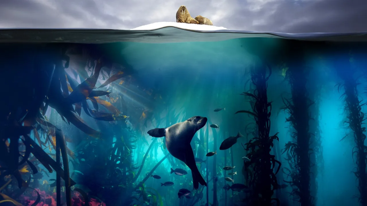 Blue Planet II 4K İndir - görsel 1